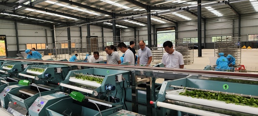 市统计局领导到本寨镇茶叶加工厂核查上规入统工作